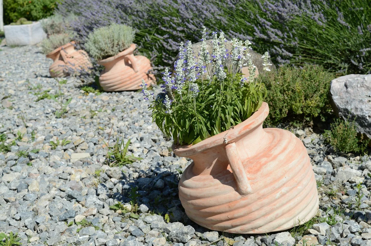 Lavanda marchita en una maceta, útil para ilustrar porque se seca la lavanda en maceta
