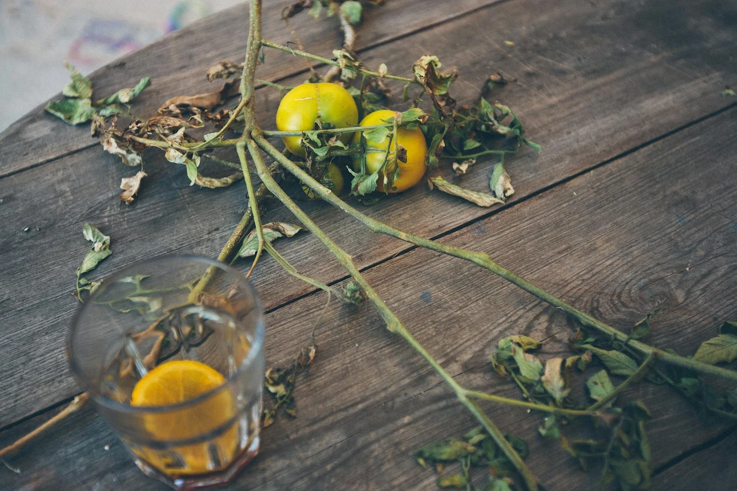 Flores marchitas de tomatera que ilustran porque se secan las flores de las tomateras en un huerto doméstico.