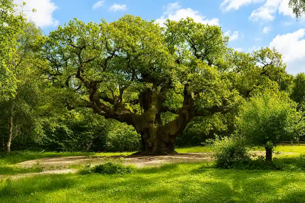 El Major Oak