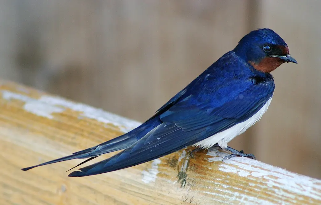 Una golondrina común