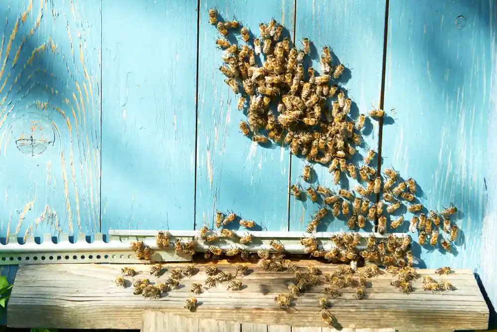abejas crían a sus reinas