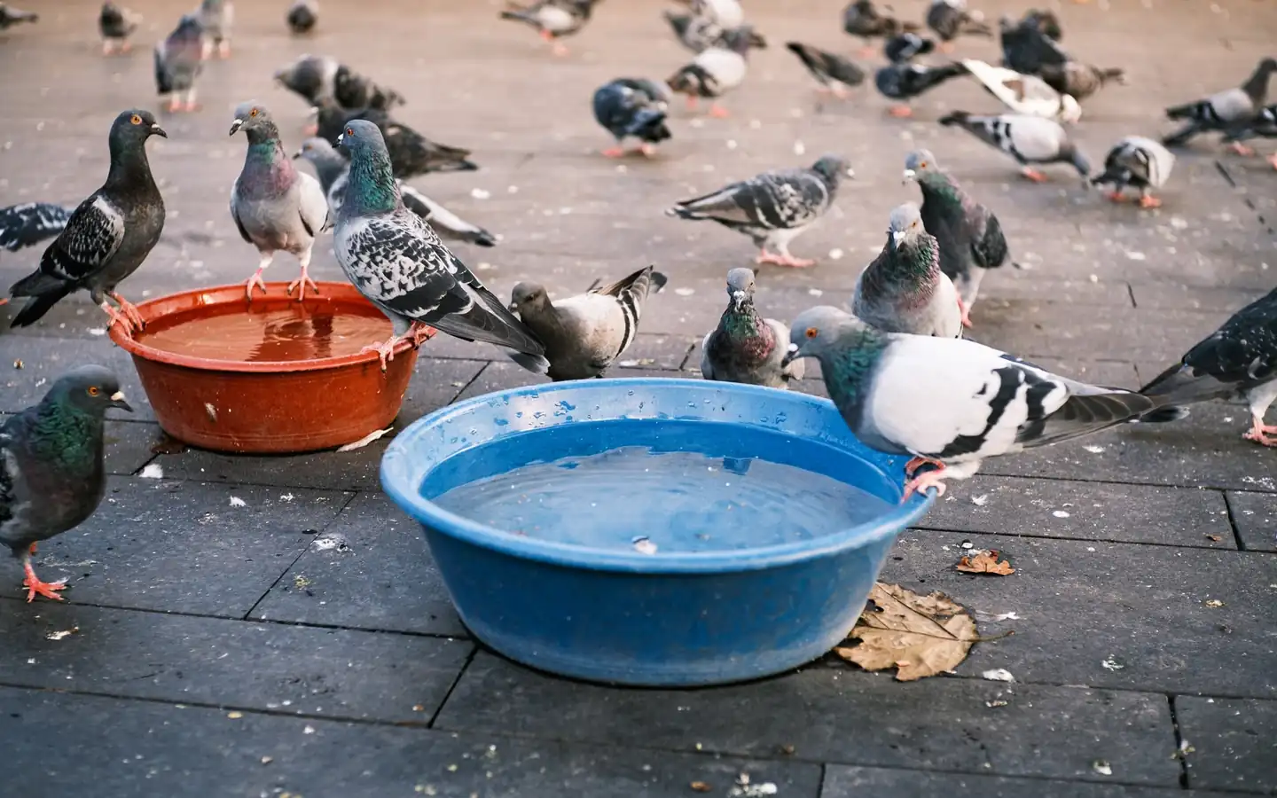 Bebedero sencillo para ilustrar cómo proteger a los pájaros del calor en verano