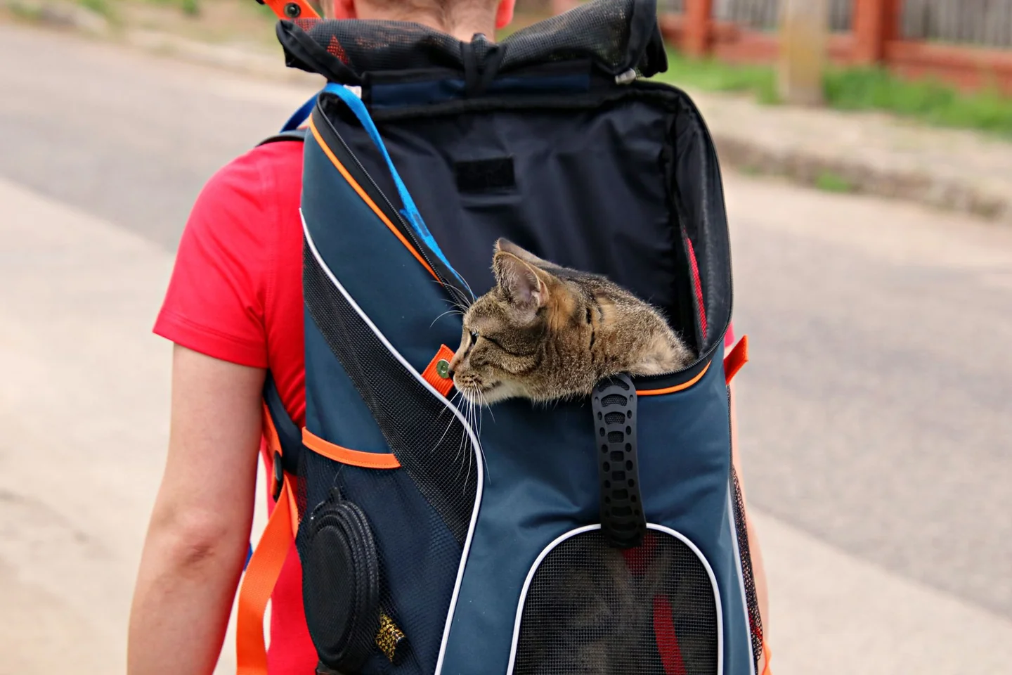 Imagen ilustrativa de cómo viajar en coche con un gato sin que sufra, mostrando un gato dentro de un transportín en el coche