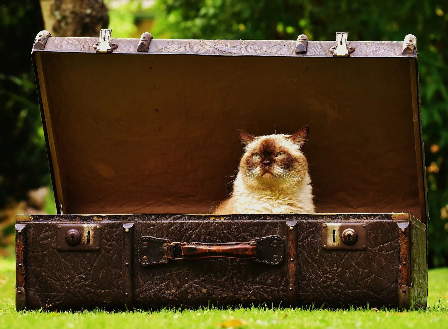 Gato dentro de una maleta abierta, imagen para ilustrar por qué los gatos se meten en maletas
