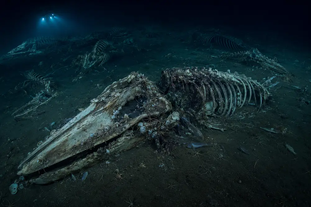 cementerio de ballenas Indico