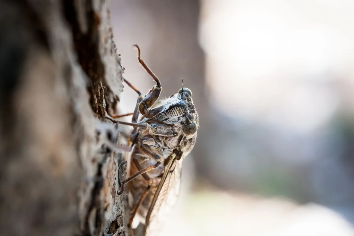 Imagen de una cigarra sobre un árbol para ilustrar por qué el calor cambia el canto de las cigarras.