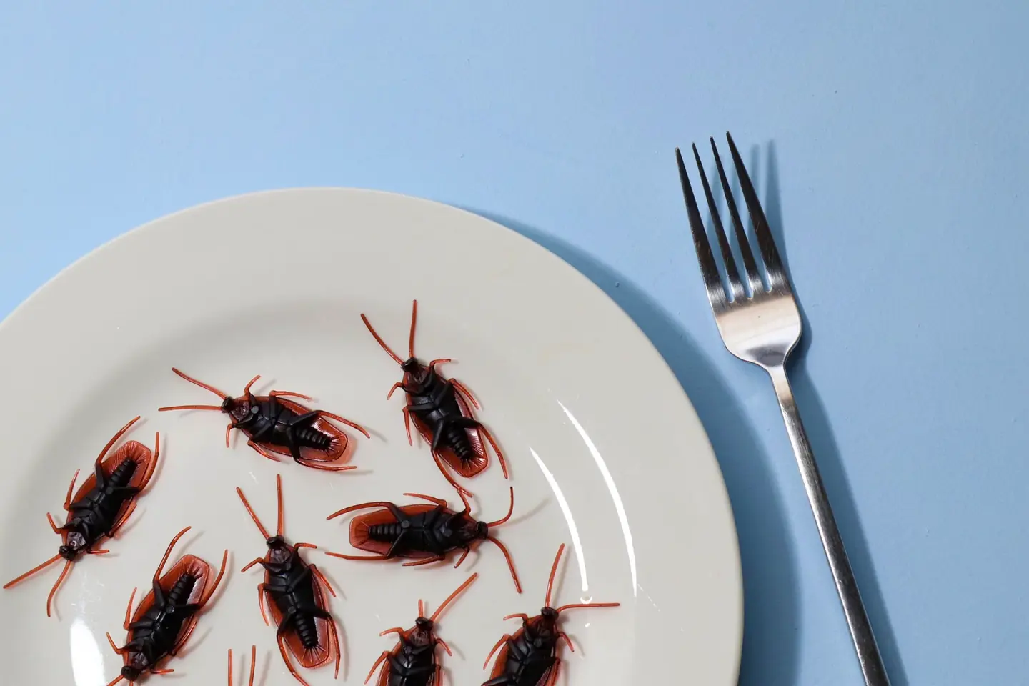Cucarachas en la cocina relacionadas con a qué temperatura empiezan a salir las cucarachas