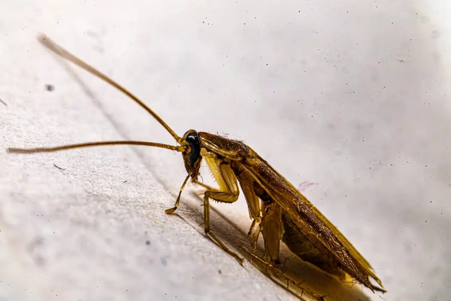 Cucaracha en una pared, imagen ilustrativa para el artículo sobre por qué vuelan las cucarachas en verano.