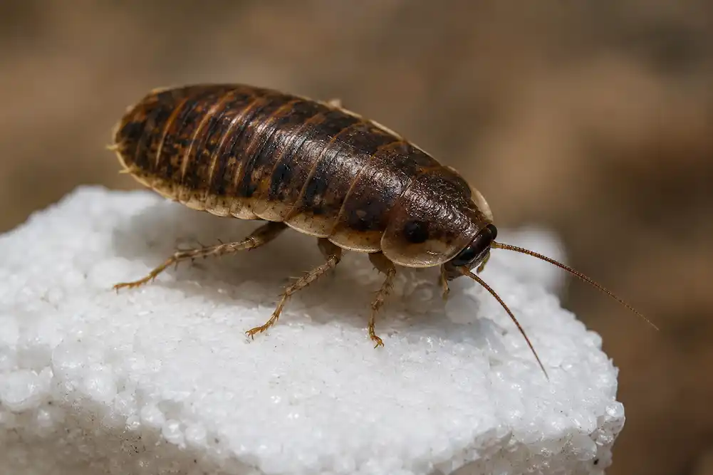 cucaracha come poliestireno
