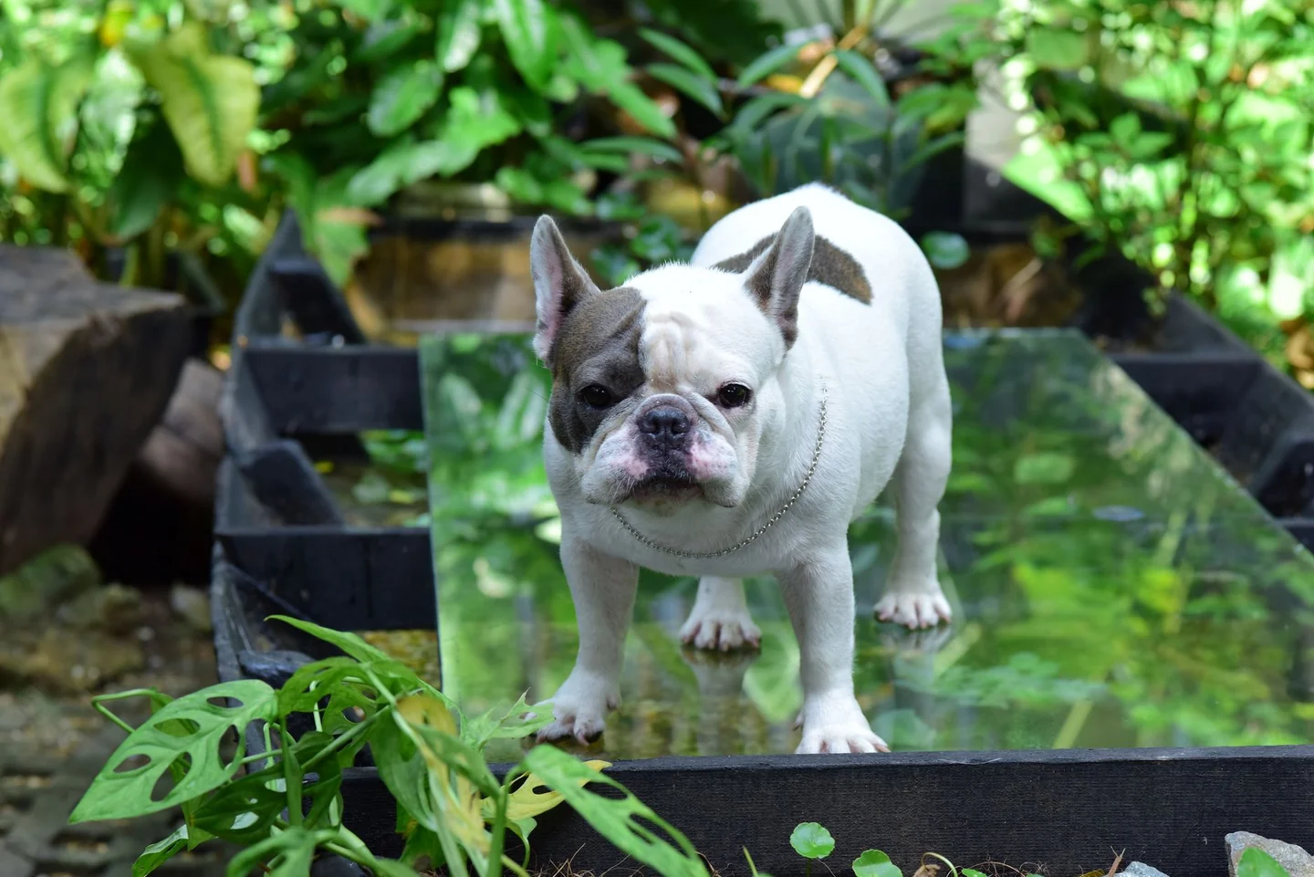 Perro cerca de macetas en una terraza, ilustrando qué plantas son tóxicas para perros y gatos en terraza.