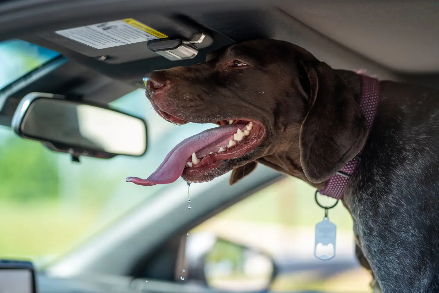 Perro jadeando por calor, imagen para ilustrar golpe de calor en perros síntomas.