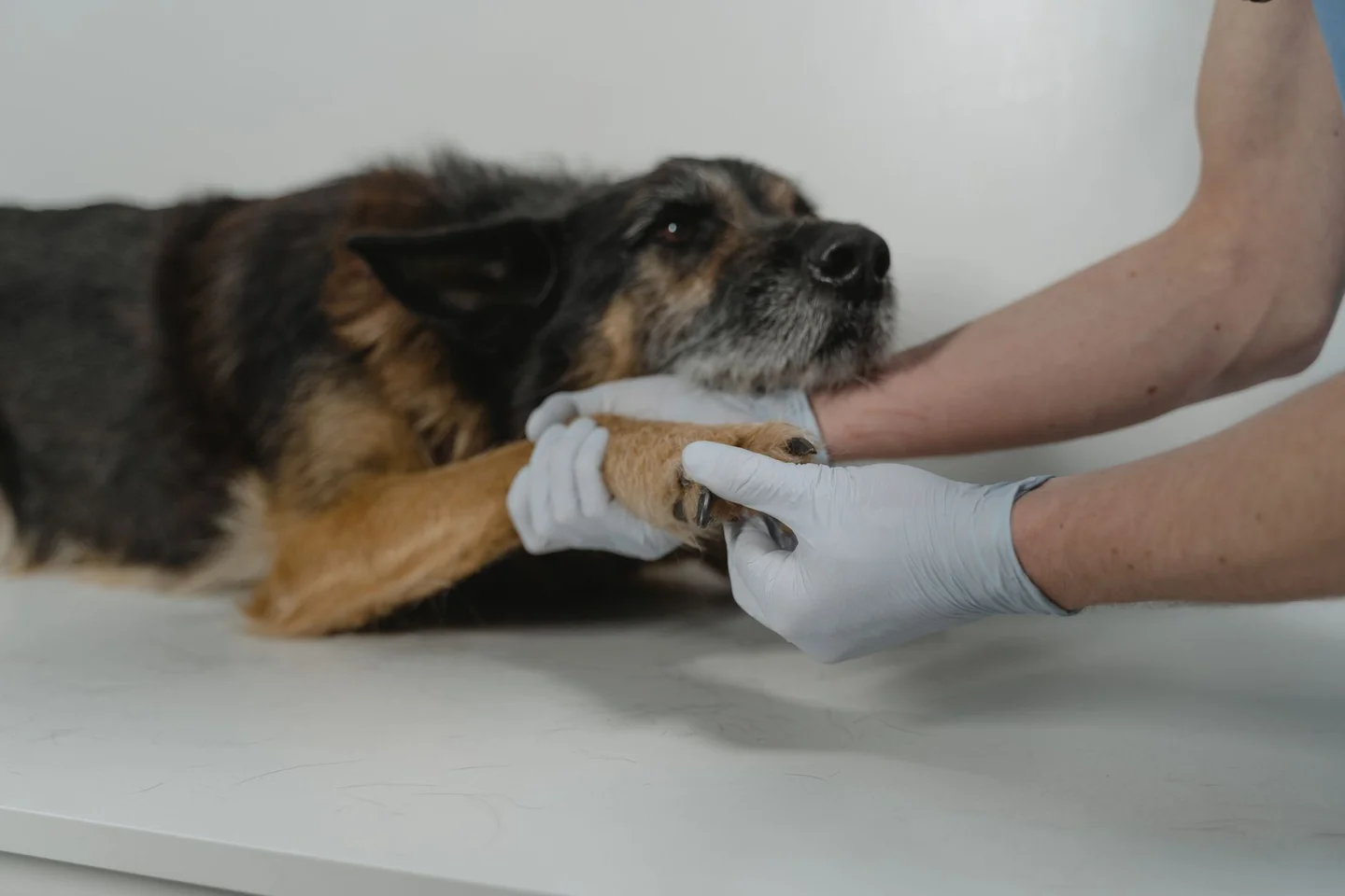 Primer plano de una persona revisando cómo proteger las patas del perro del asfalto después de un paseo