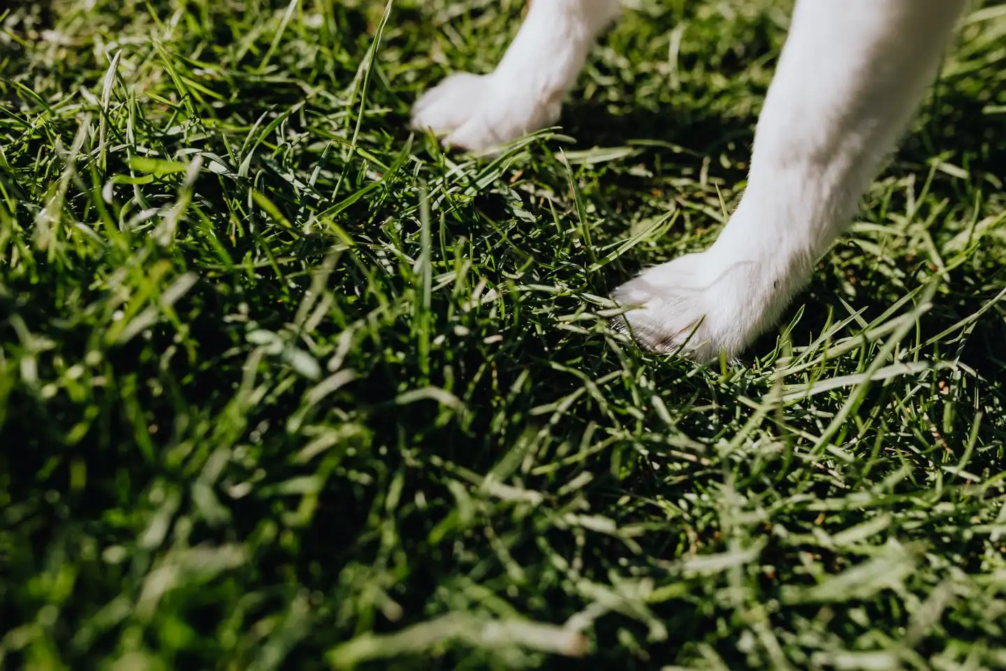 Perro con la pata sobre asfalto caliente para ilustrar a qué temperatura se queman las patas de un perro