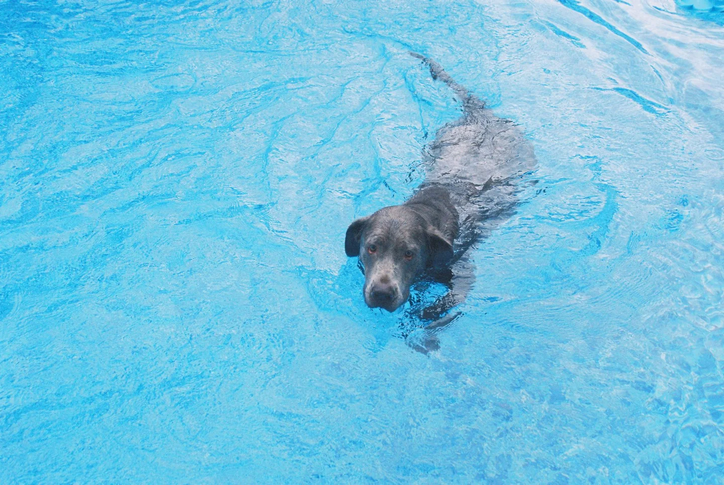Imagen de una piscina para perros relacionada con por qué las piscinas para perros se han puesto de moda en verano