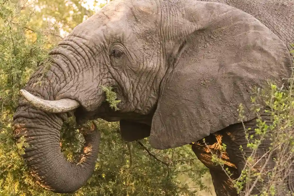 elefante viejo memoria de la manada
