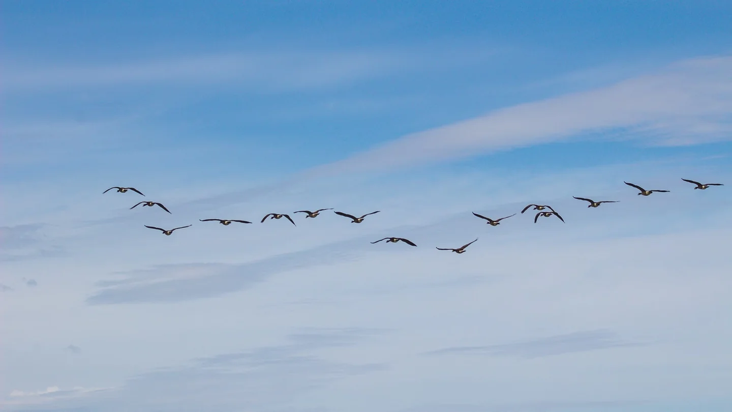 Bandada de aves en formación V para ilustrar por qué los pájaros vuelan en forma de V