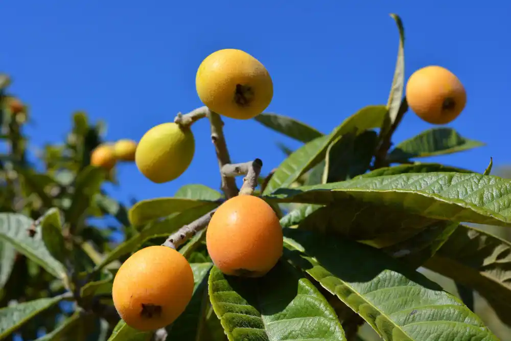 frutos y ramas de un nispero