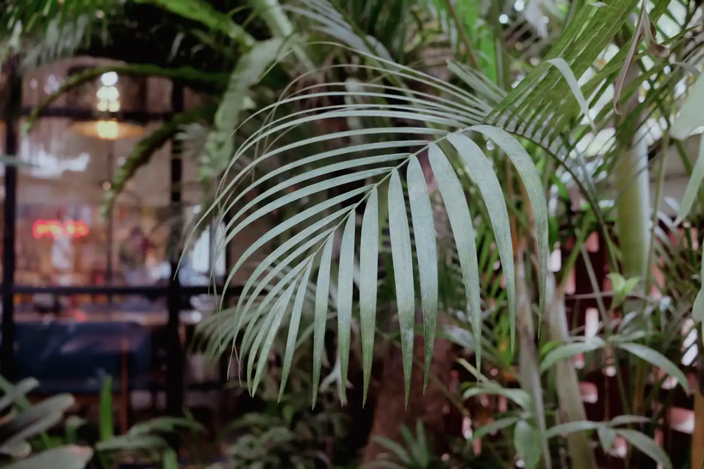 Plantas que refrescan la casa con plantas tropicales de interior junto a una ventana luminosa