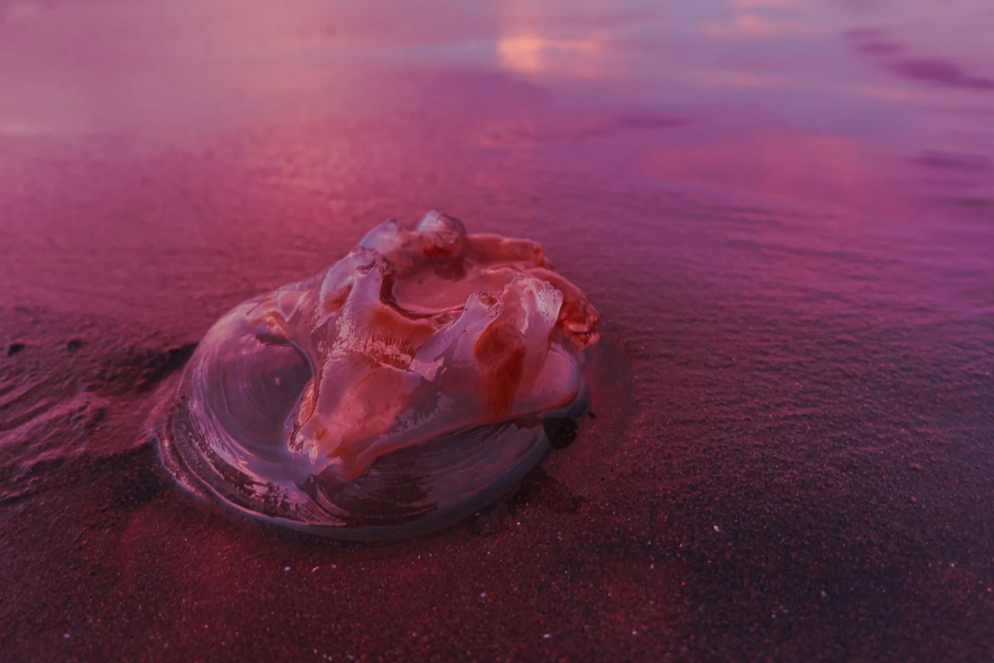 Imagen de una playa con medusas que ilustra por qué hay más medusas cuando el mar está caliente en verano.