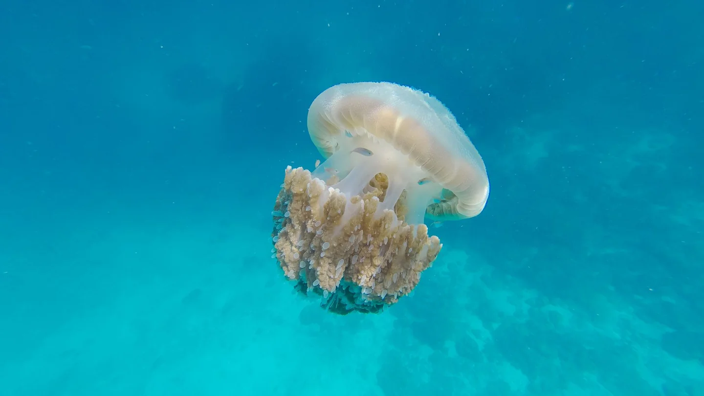 Persona recibiendo ayuda para saber qué hacer si una medusa te pica en la playa tras una picadura en la piel