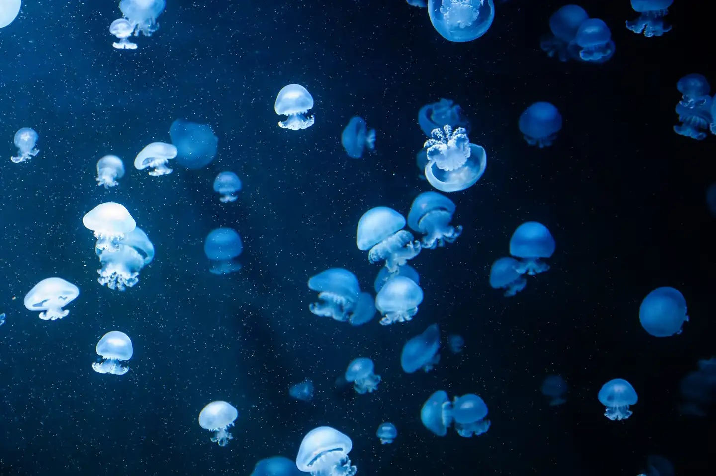 Medusa bajo el agua para ilustrar cómo se orientan las medusas sin tener cerebro.