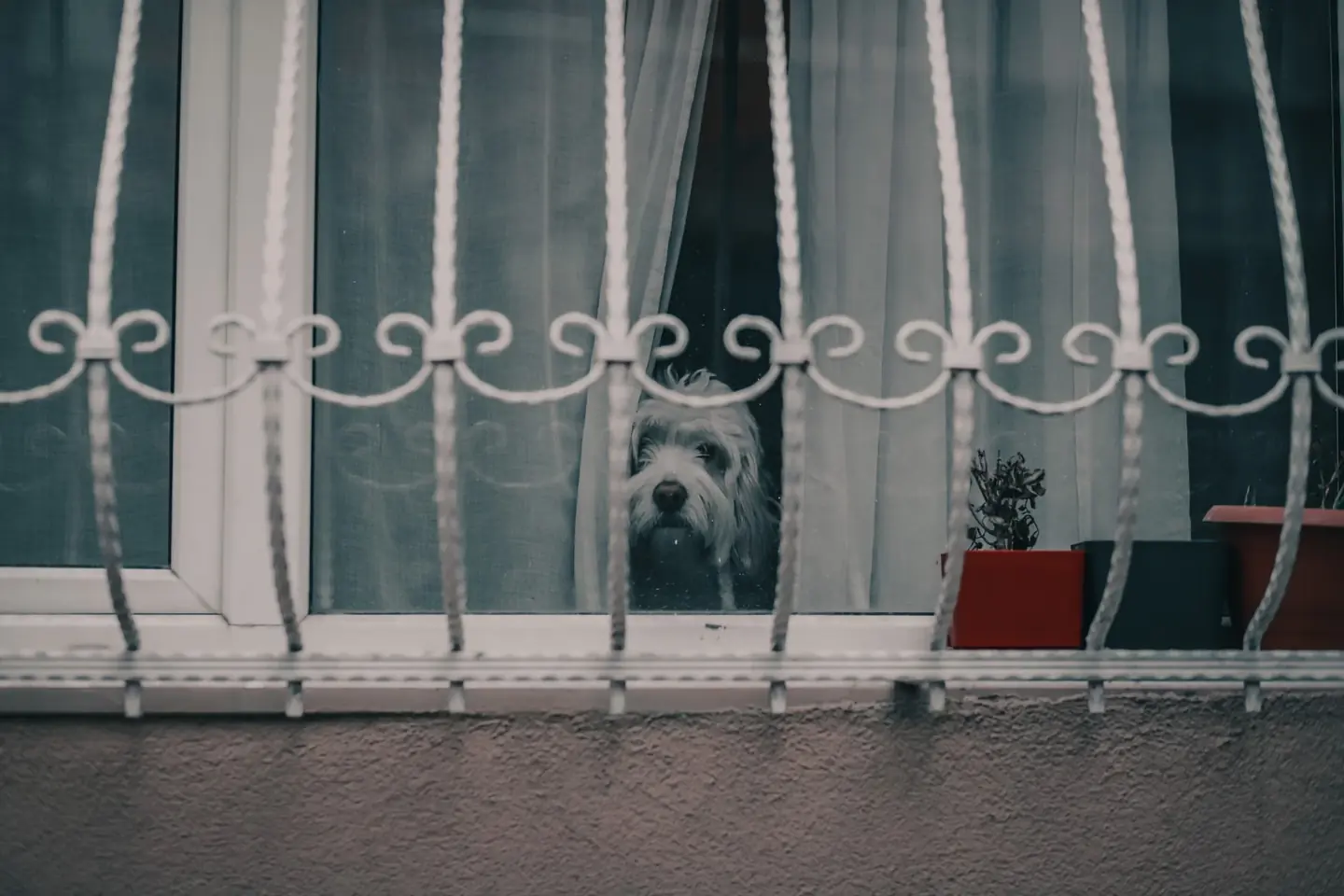 perro solo en casa ilustrando cuánto tiempo puede quedarse solo un perro