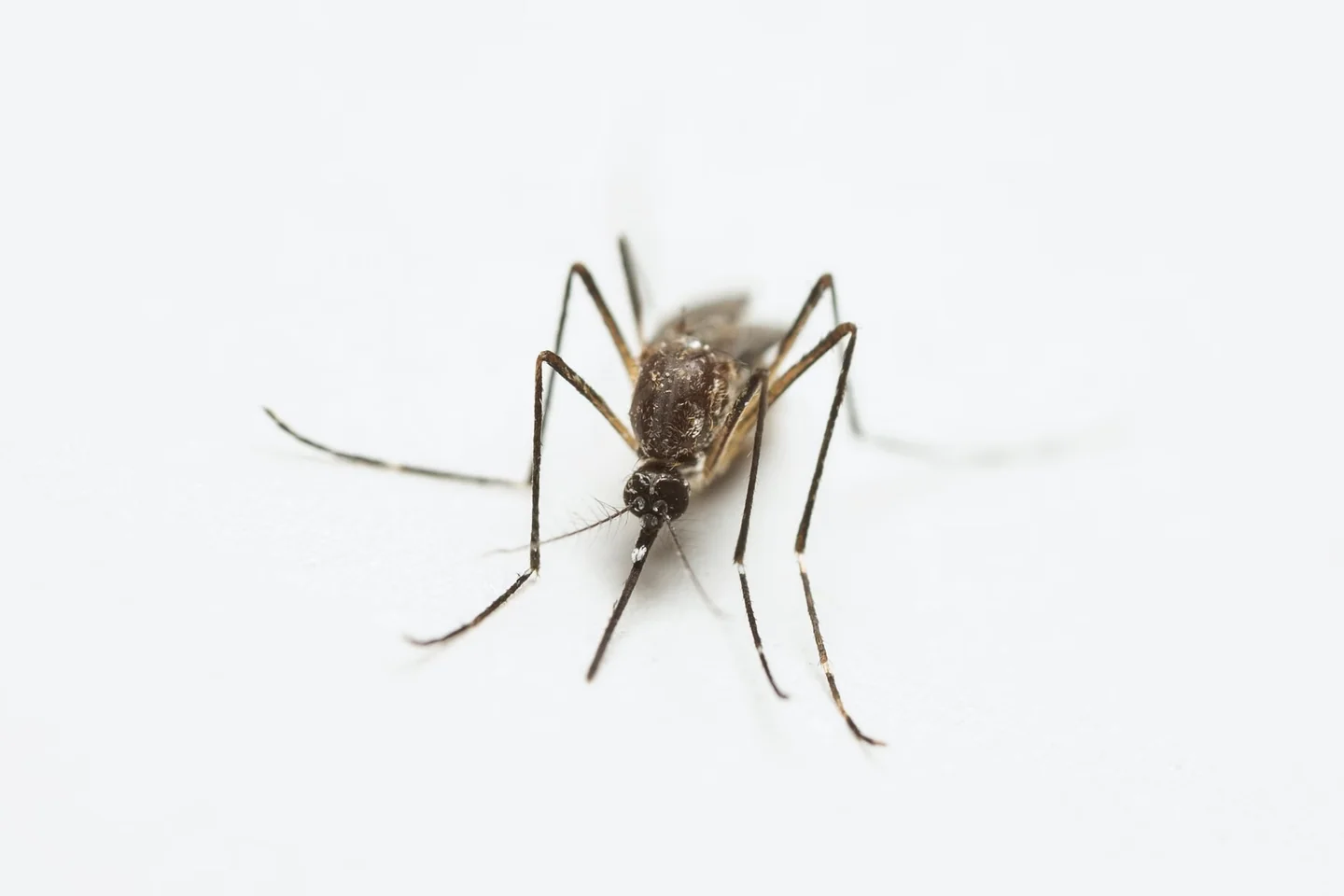 Persona intentando apartar un mosquito cerca del oído, ilustración para explicar por qué los mosquitos zumban cerca del oído.
