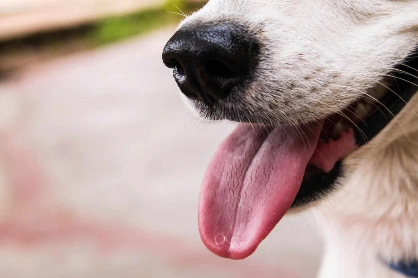Imagen de un perro jadeando de noche para ilustrar qué significa que tu perro jadee de noche
