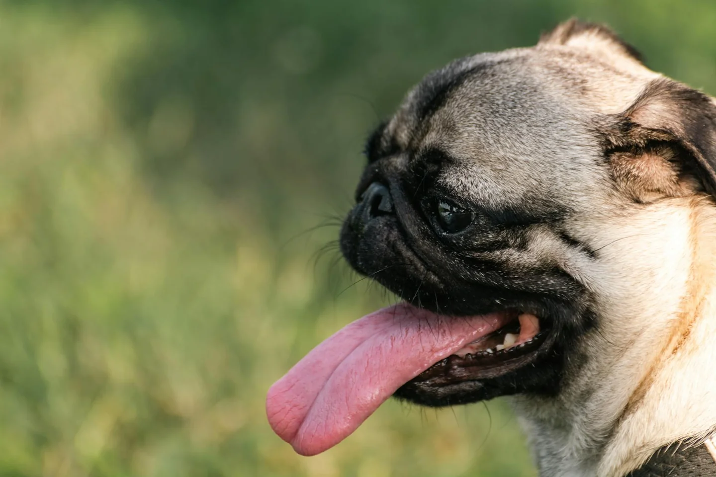 Imagen de un pug jadeando con calor, ideal para ilustrar por qué los perros braquicéfalos sufren más en verano.