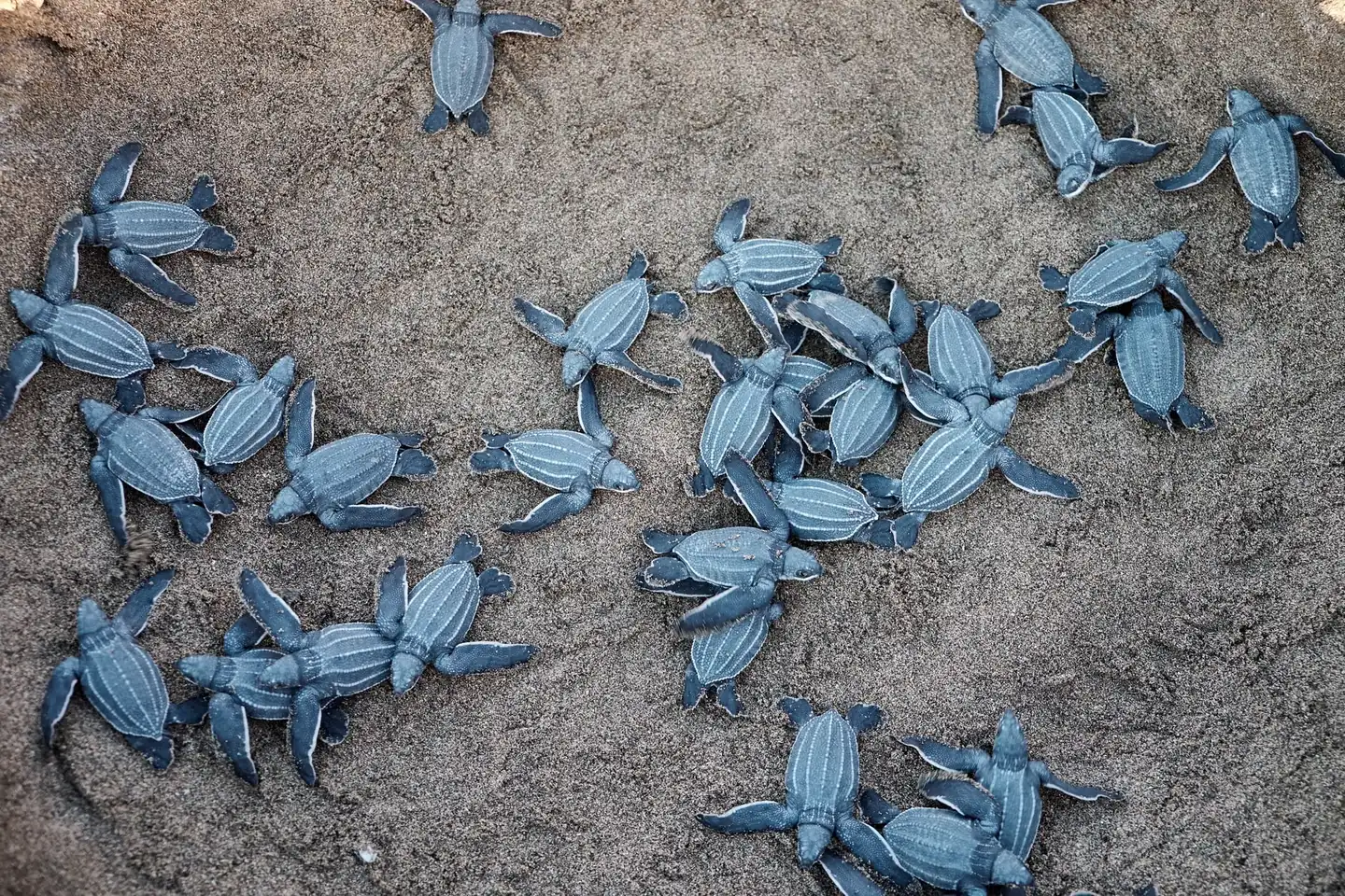 Tortugas marinas que anidan en España en una playa de arena durante la temporada de nidificación