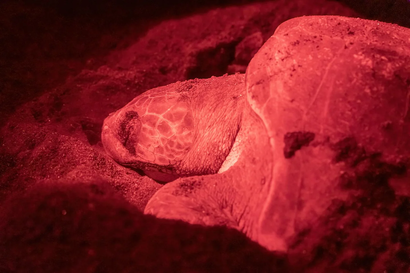 Imagen de una tortuga marina anidando en la arena para ilustrar por qué las tortugas no son mascota de playa en un contexto de conservación y vida silvestre.