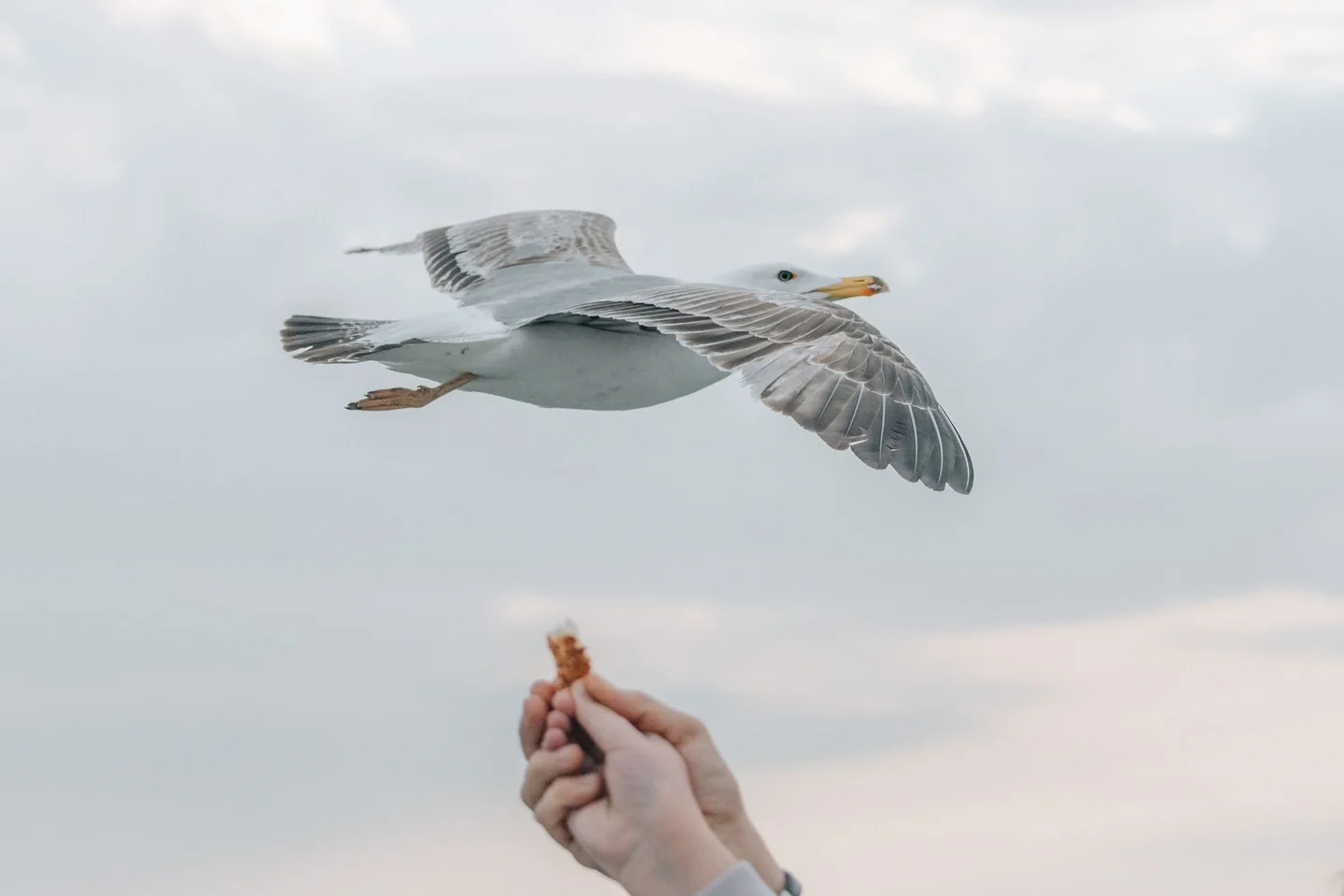 Imagen sobre qué pasa si una gaviota te roba comida, mostrando una gaviota arrebatando comida a una persona en la costa