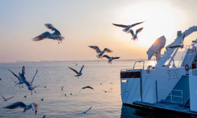 Gaviotas al amanecer relacionadas con por qué las gaviotas gritan de madrugada en la costa