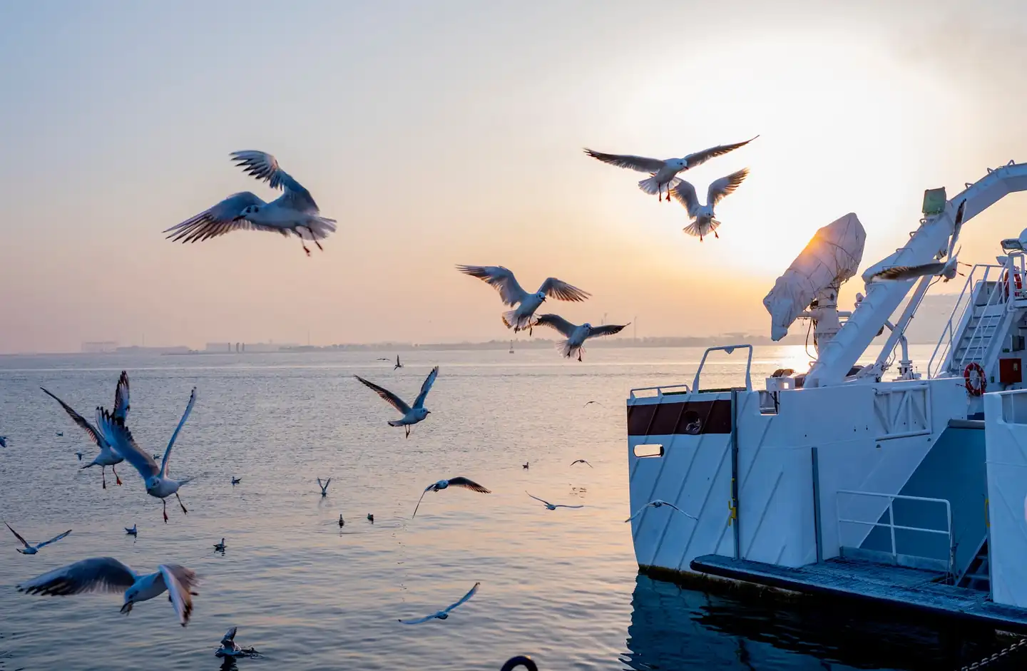 Gaviotas al amanecer relacionadas con por qué las gaviotas gritan de madrugada en la costa