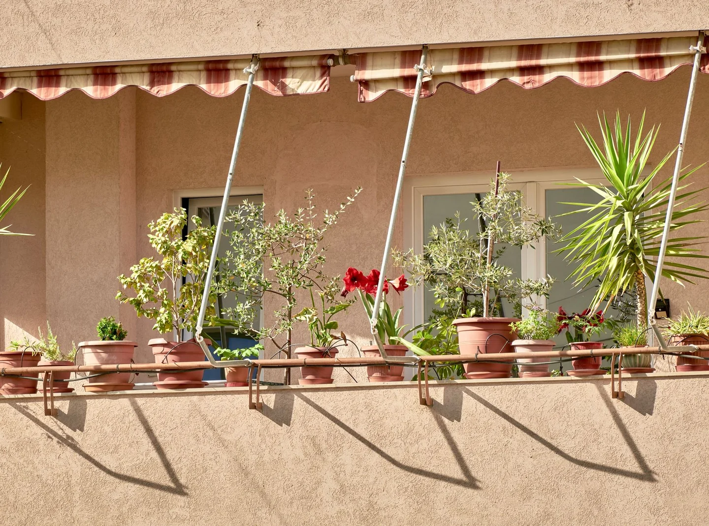 Imagen de pequeñas plantas en un balcón, ideal para ilustrar qué plantas enfrían mejor balcones pequeños