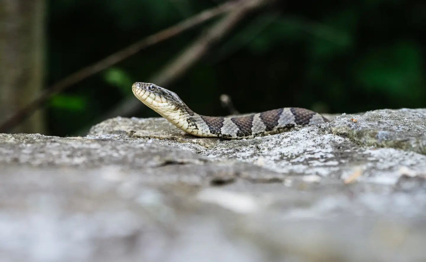 serpiente en la piscina qué hacer: una serpiente junto al borde de una piscina en un jardín de verano
