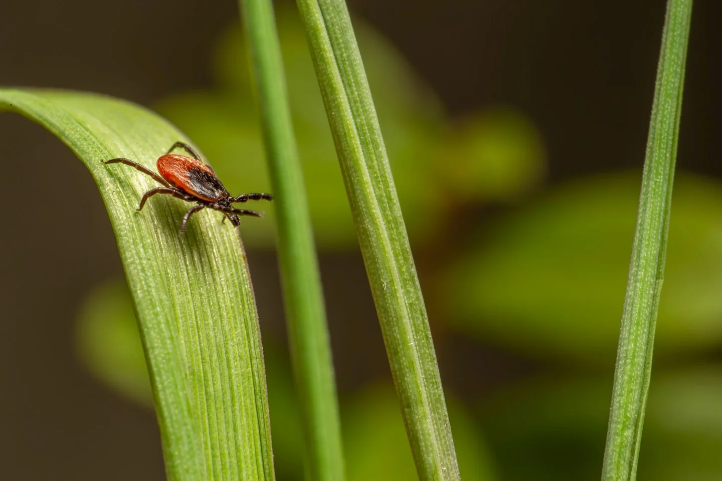 Imagen para el artículo por qué las garrapatas suben con el calor: una garrapata sobre hierba alta en un entorno natural.