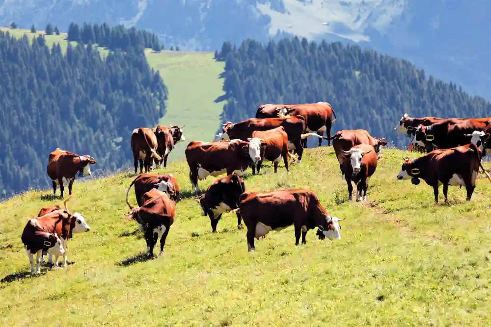 vacas pastando