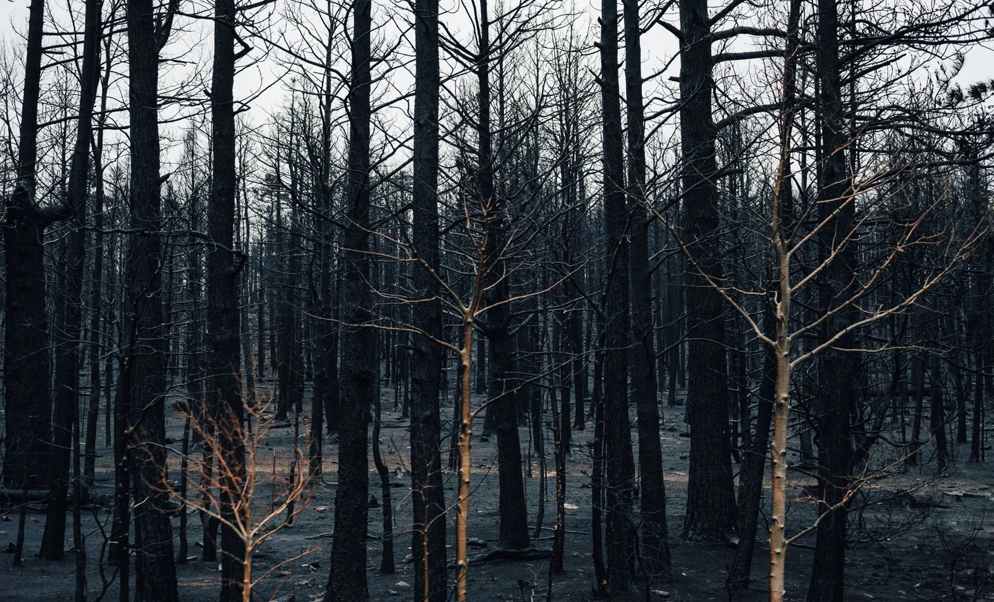 Fotografía de humo de incendio forestal para ilustrar por qué los incendios empiezan antes cada verano.