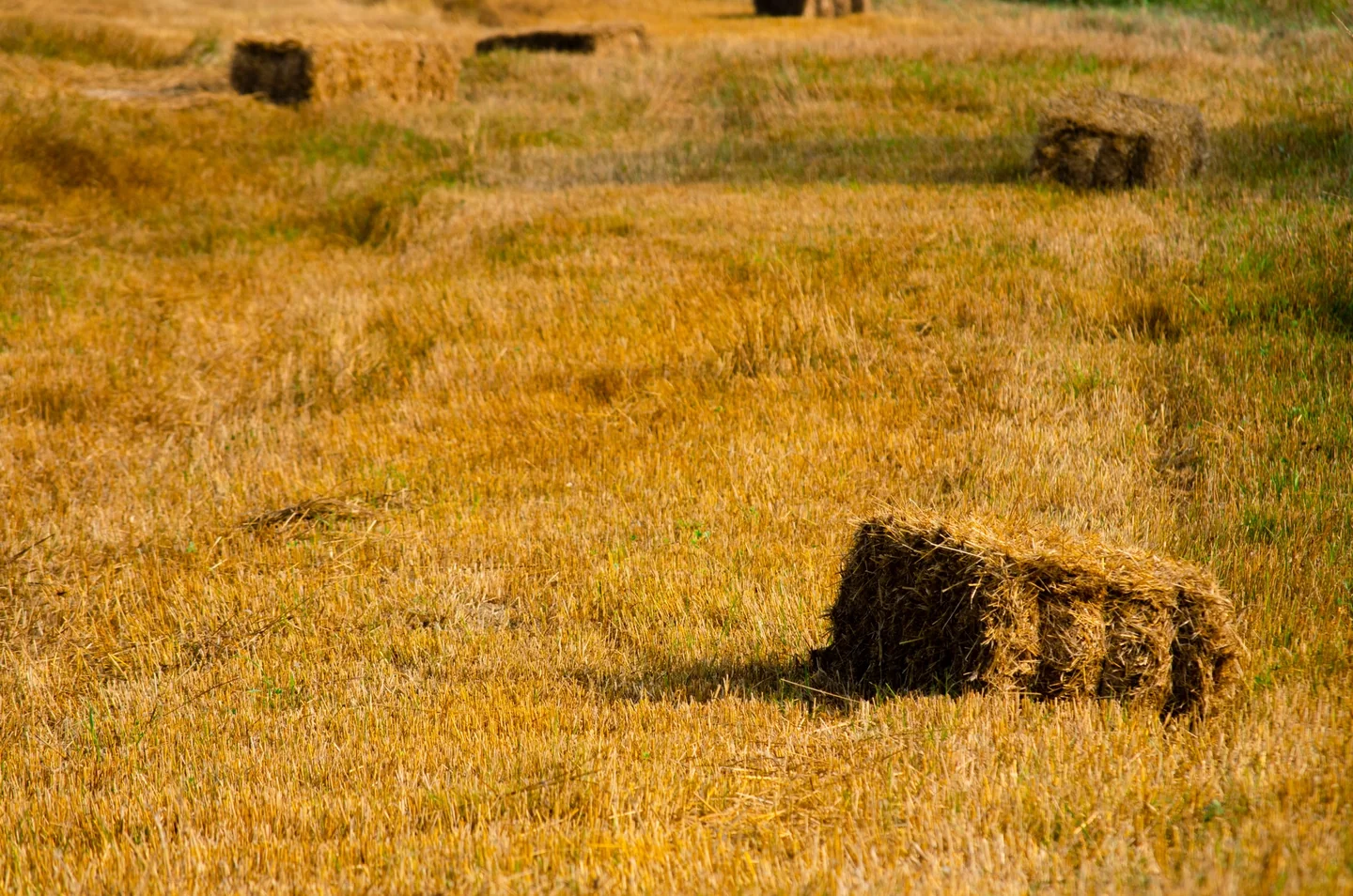Imagen de césped seco y amarillento para ilustrar por qué el césped se vuelve amarillo en verano.