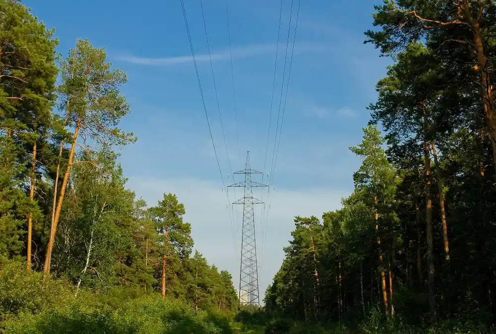 cable electrico entre arboles