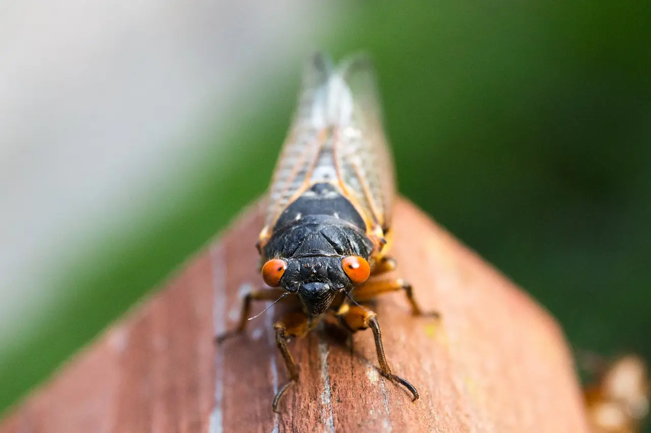 Cigarras reunidas en las ramas de un árbol durante su periodo de canto