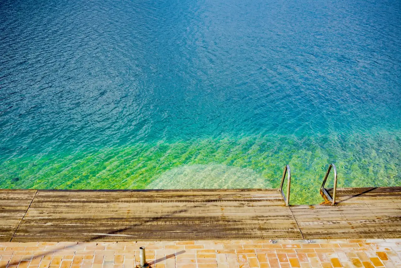 Abejas buscando agua en una piscina durante un día caluroso