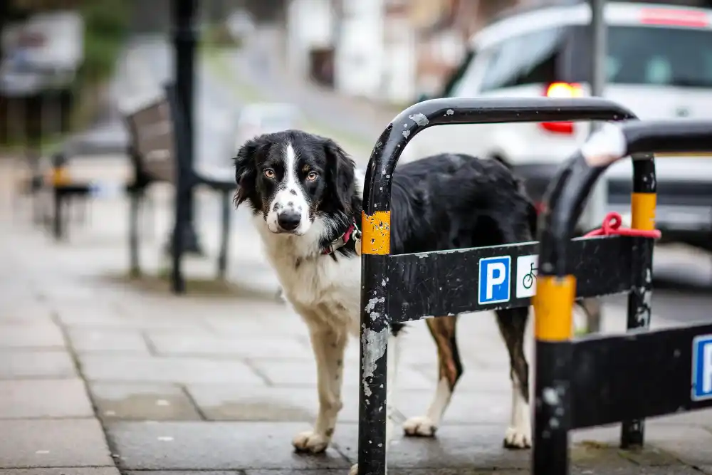 parkings para perros