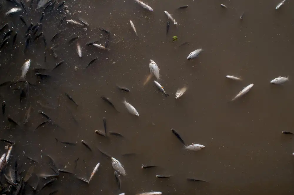 peces muertos en el Potomac