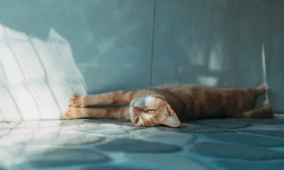 Gato tumbado y estirado sobre baldosas frescas en una habitación luminosa