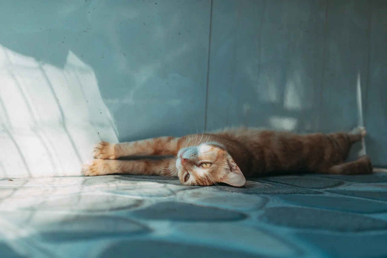 Gato tumbado y estirado sobre baldosas frescas en una habitación luminosa
