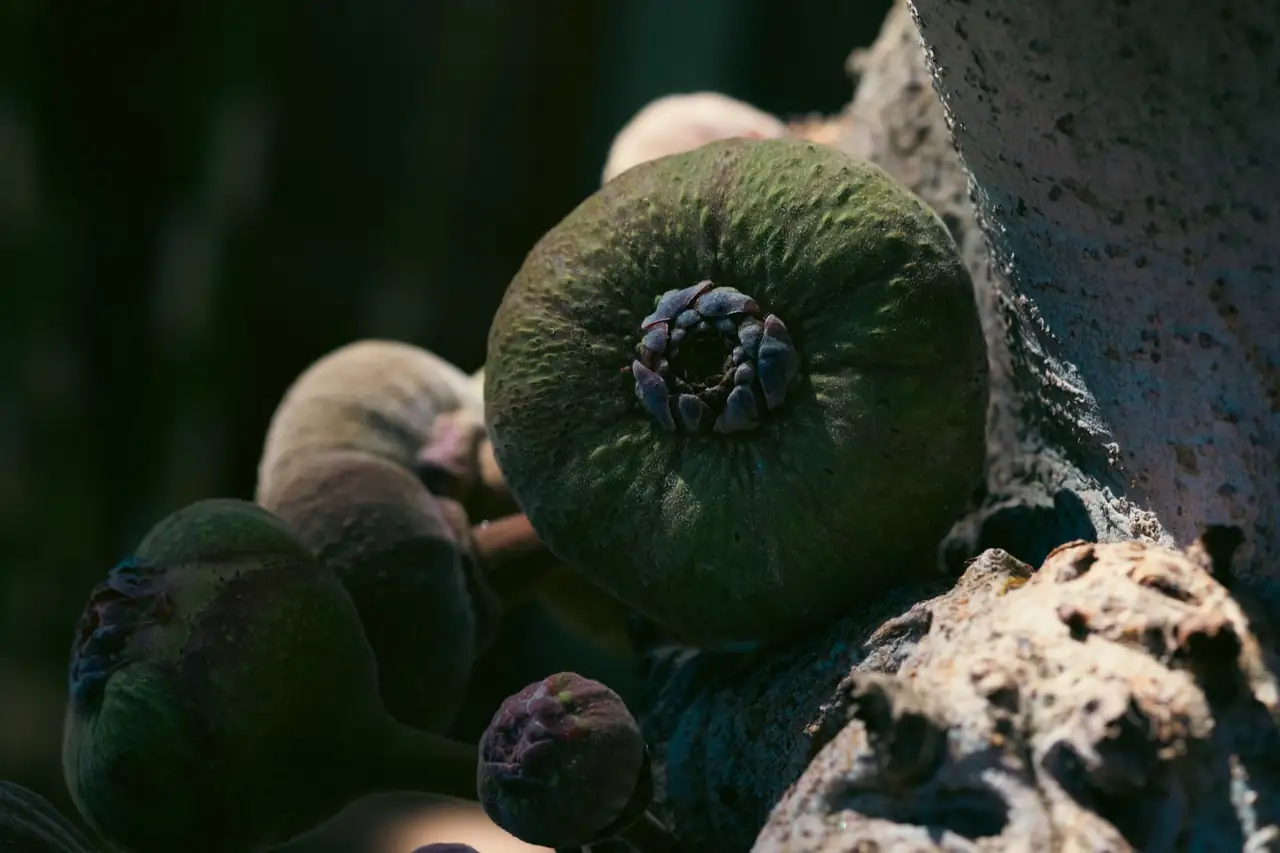 Avispas atraídas por fruta madura en un jardín de verano