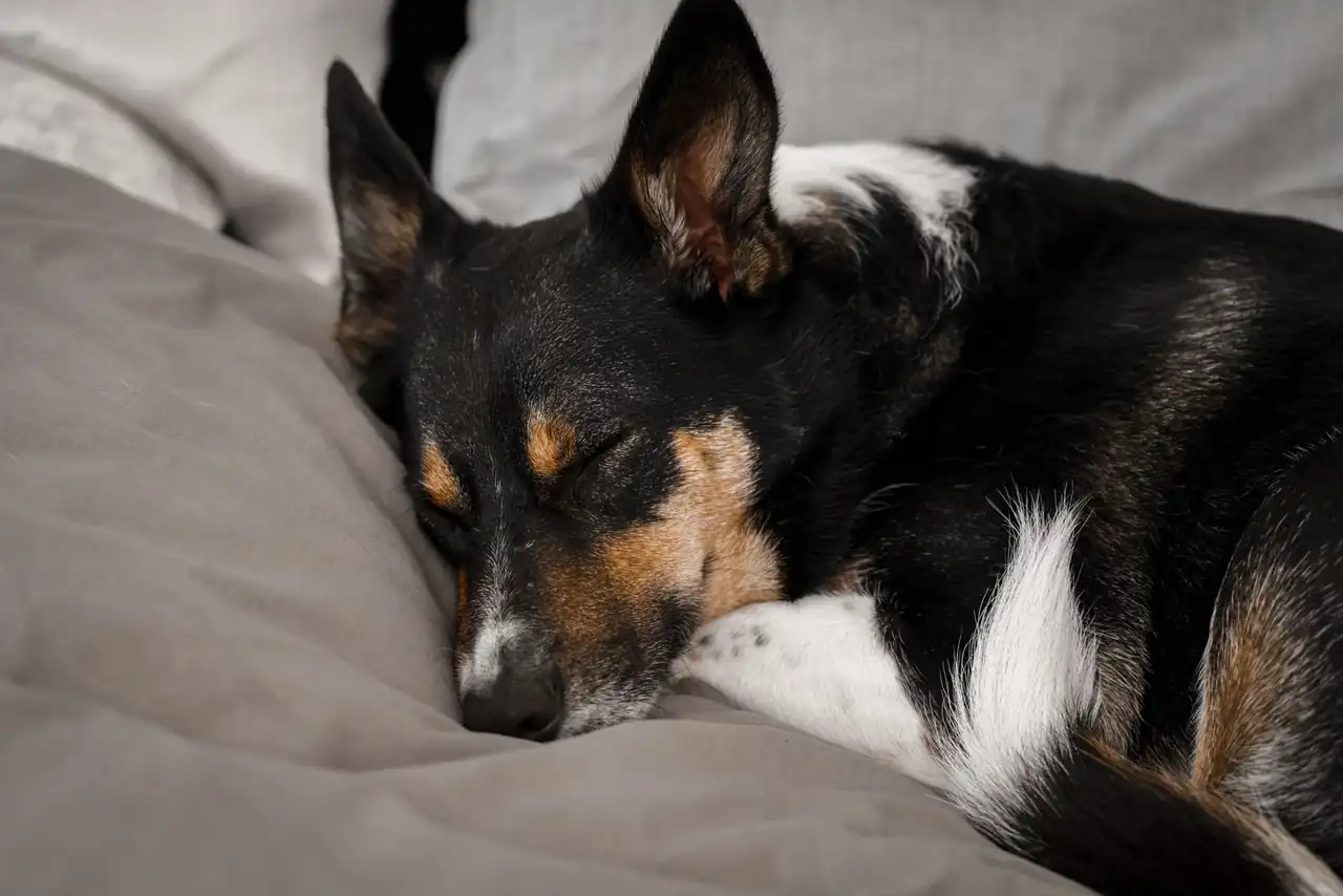 Perro que jadea de noche por calor junto a una zona fresca de descanso