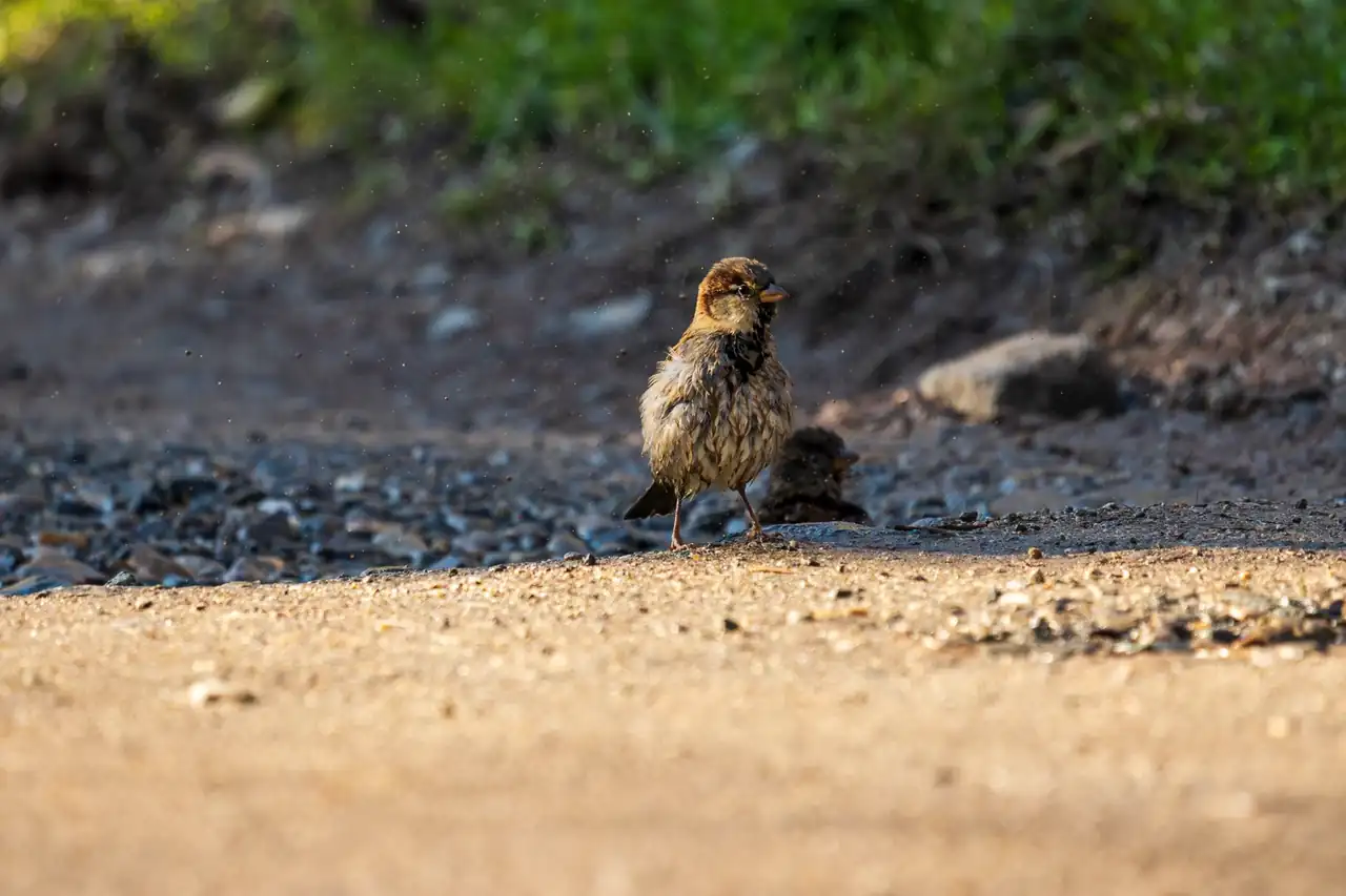 Ave revolcándose en tierra seca durante un baño de polvo